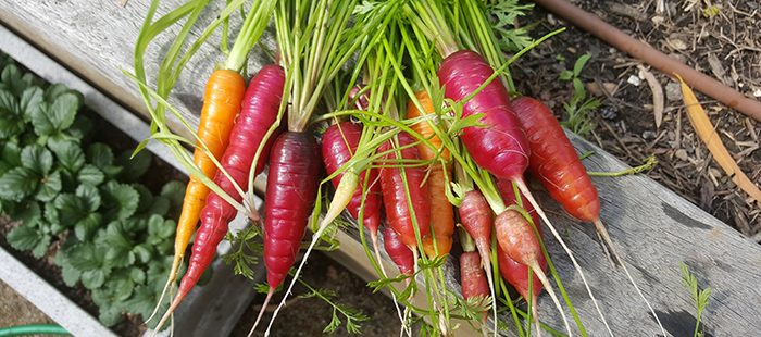 carrots