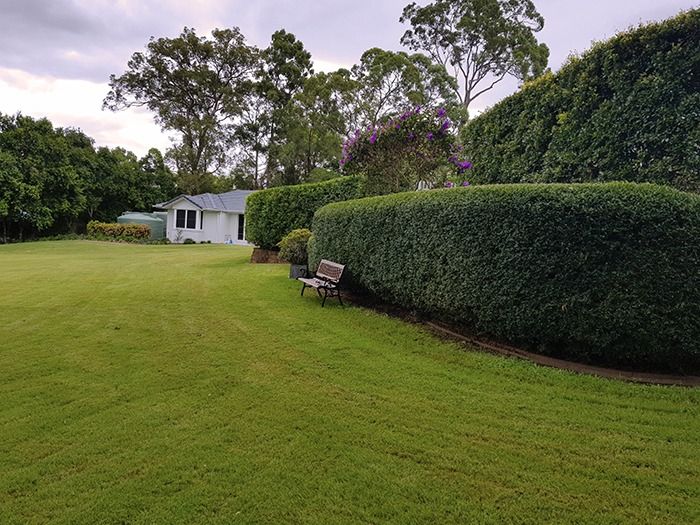 backyard Brisbane garden