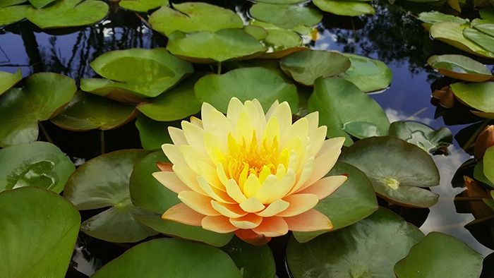 horticulturist yellow flower