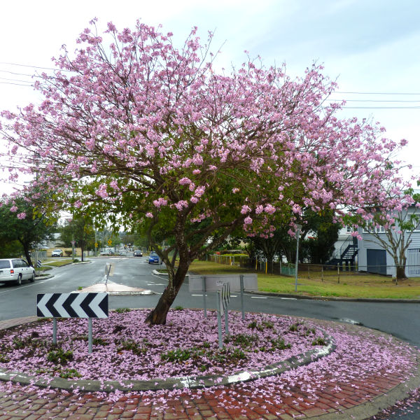 5 of our favourite feature trees for Brisbane gardens Greater